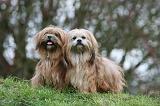LHASSA APSO 225